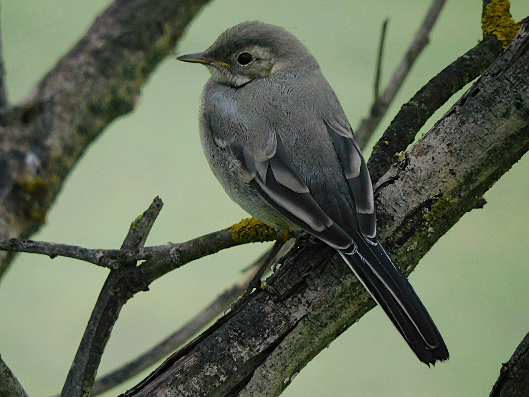 Молодая трясогузка - Лина 