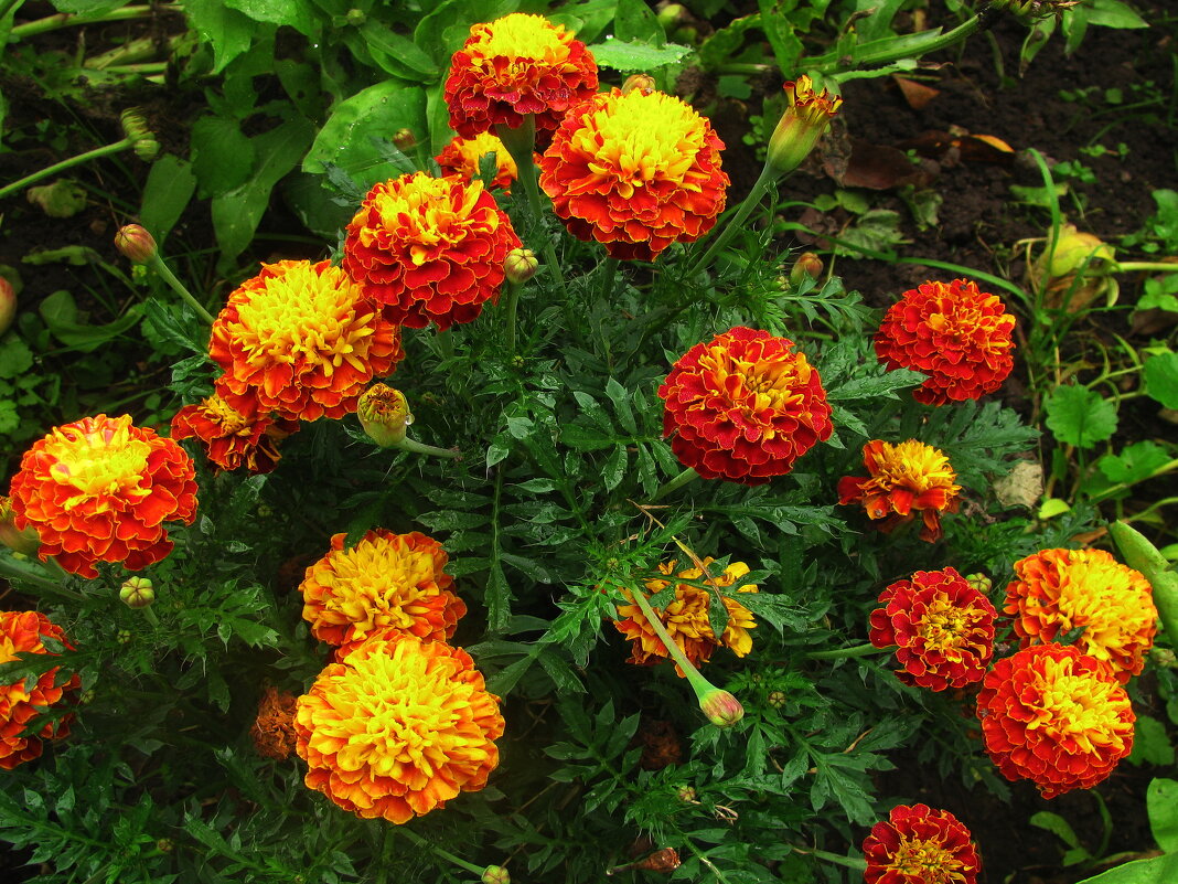 Букетик в саду - Людмила Смородинская Букетик в саду - Людмила Смородинская