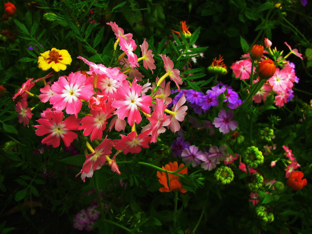 Красота - Людмила Смородинская Красота - Людмила Смородинская