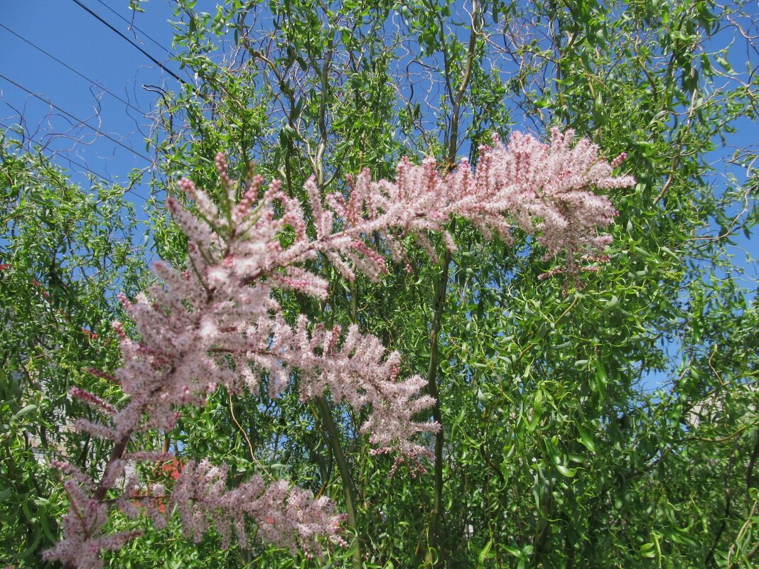 цветущий май - Елена Шаламова