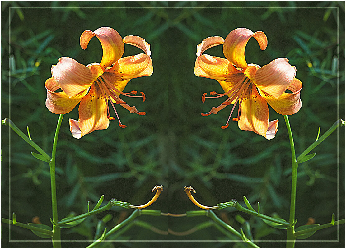 Цветочный дуэт - Владимир Кроливец Цветочный дуэт - Владимир Кроливец