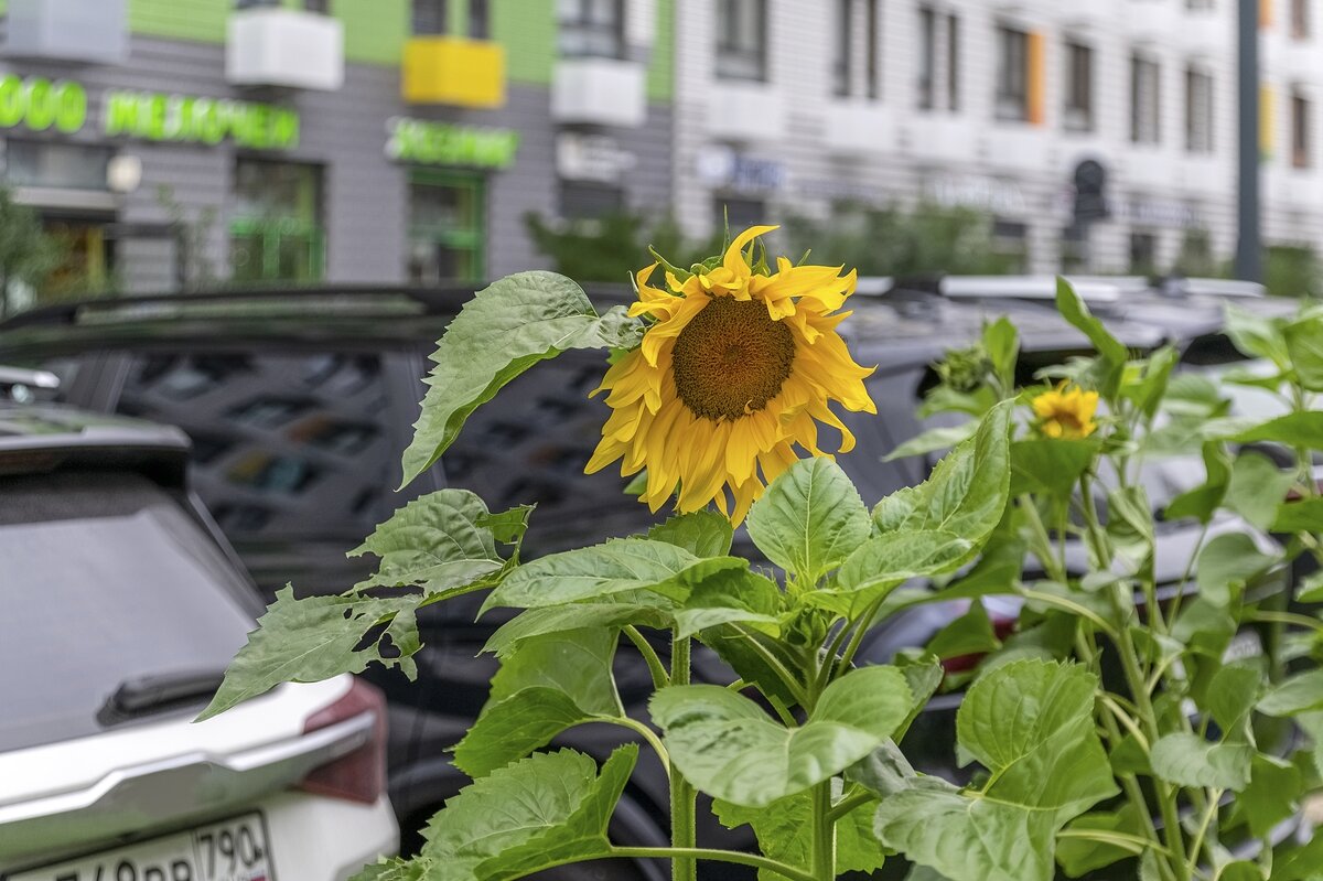 Кто-то семечки просыпал в городе - Валерий Иванович