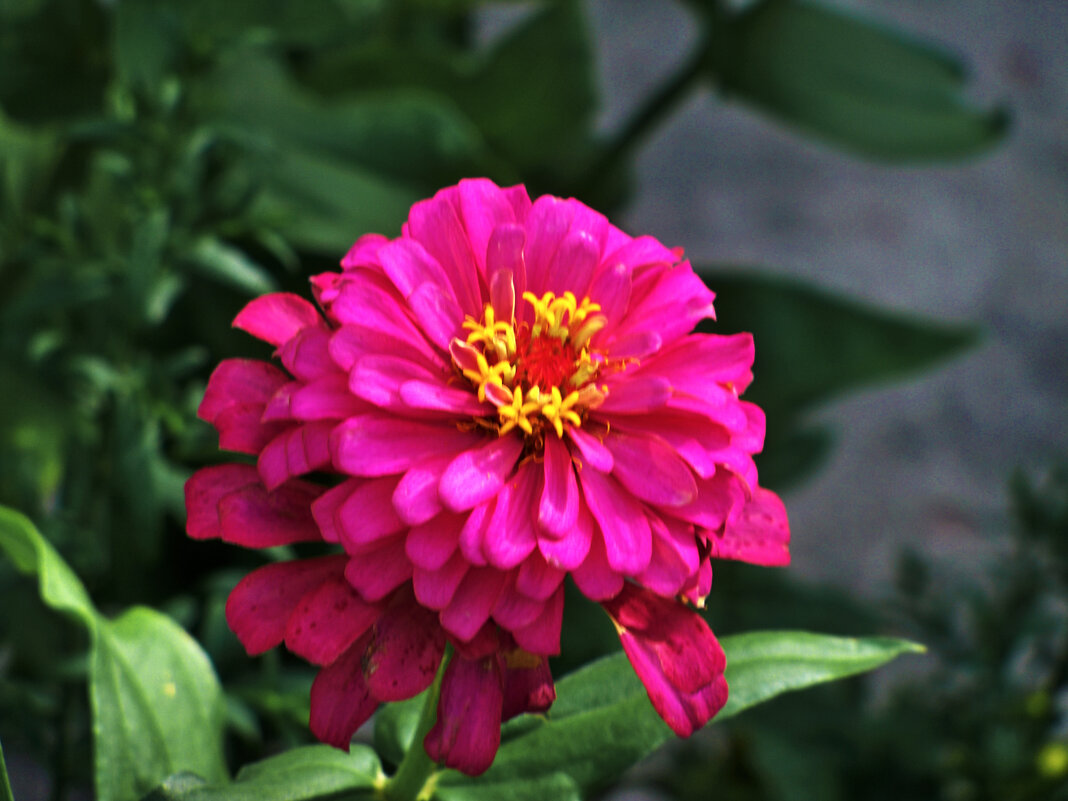 Циния - Валентин Семчишин Циния - Валентин Семчишин