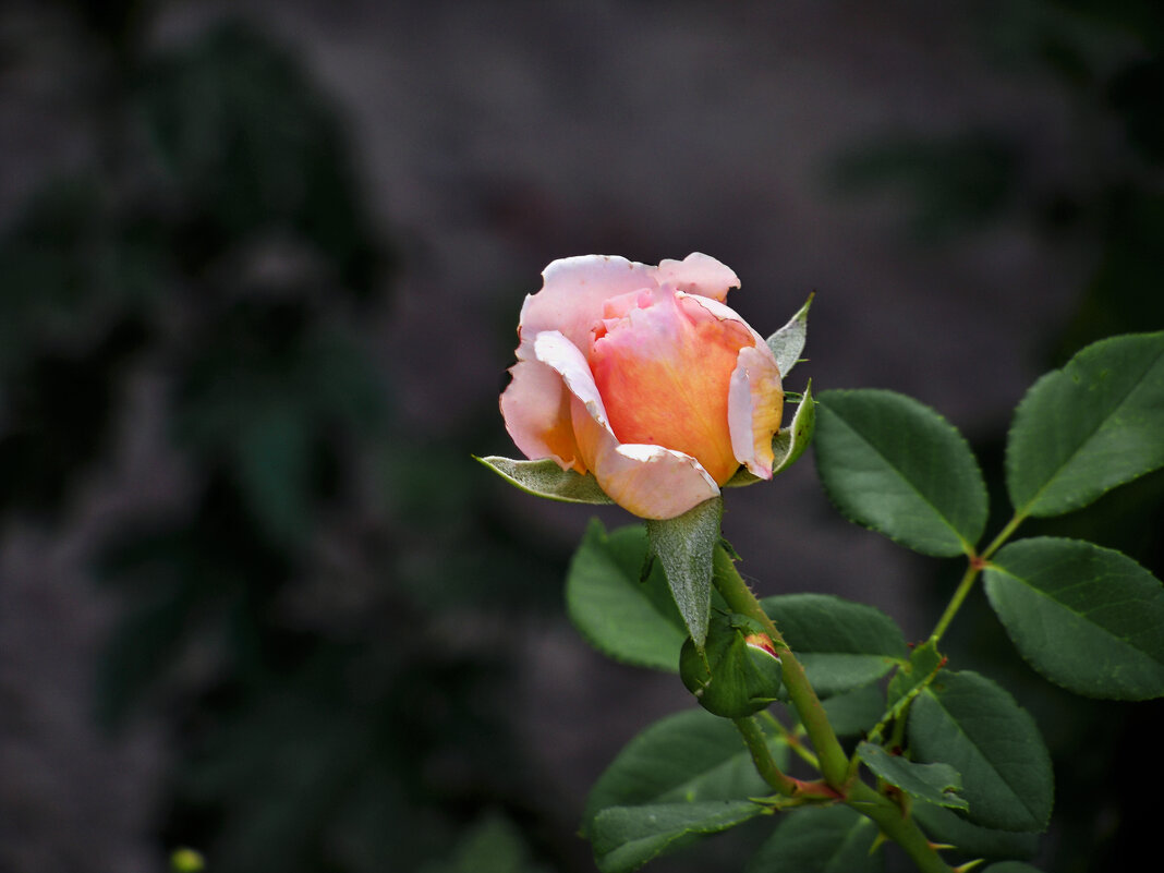 Бутон персиковой розы - Валентин Семчишин