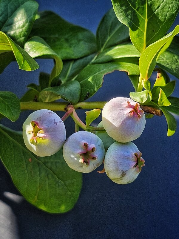 Голубика. - Галина Левина