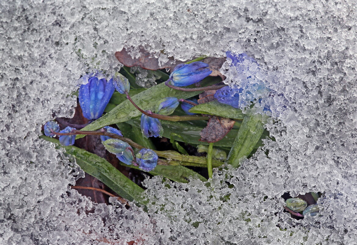 пролески 4 апреля - Михаил Бибичков