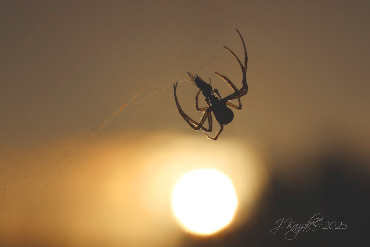 *** - Елена Kазак (selena1965) *** - Елена Kазак (selena1965)