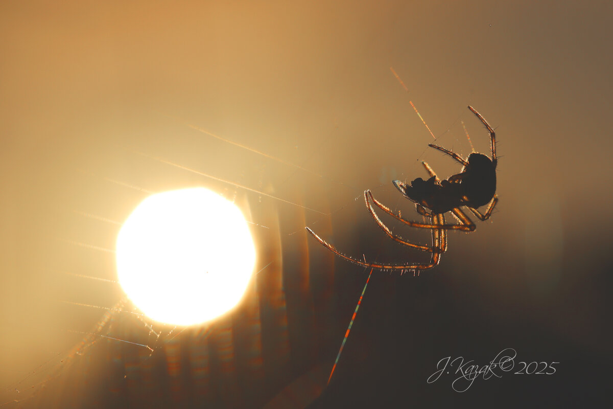 *** - Елена Kазак (selena1965) *** - Елена Kазак (selena1965)