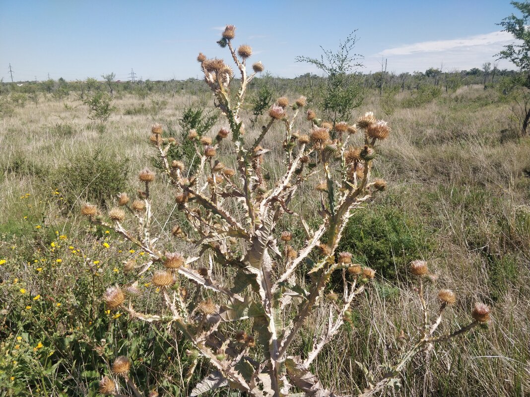 Август - Андрей Хлопонин Август - Андрей Хлопонин