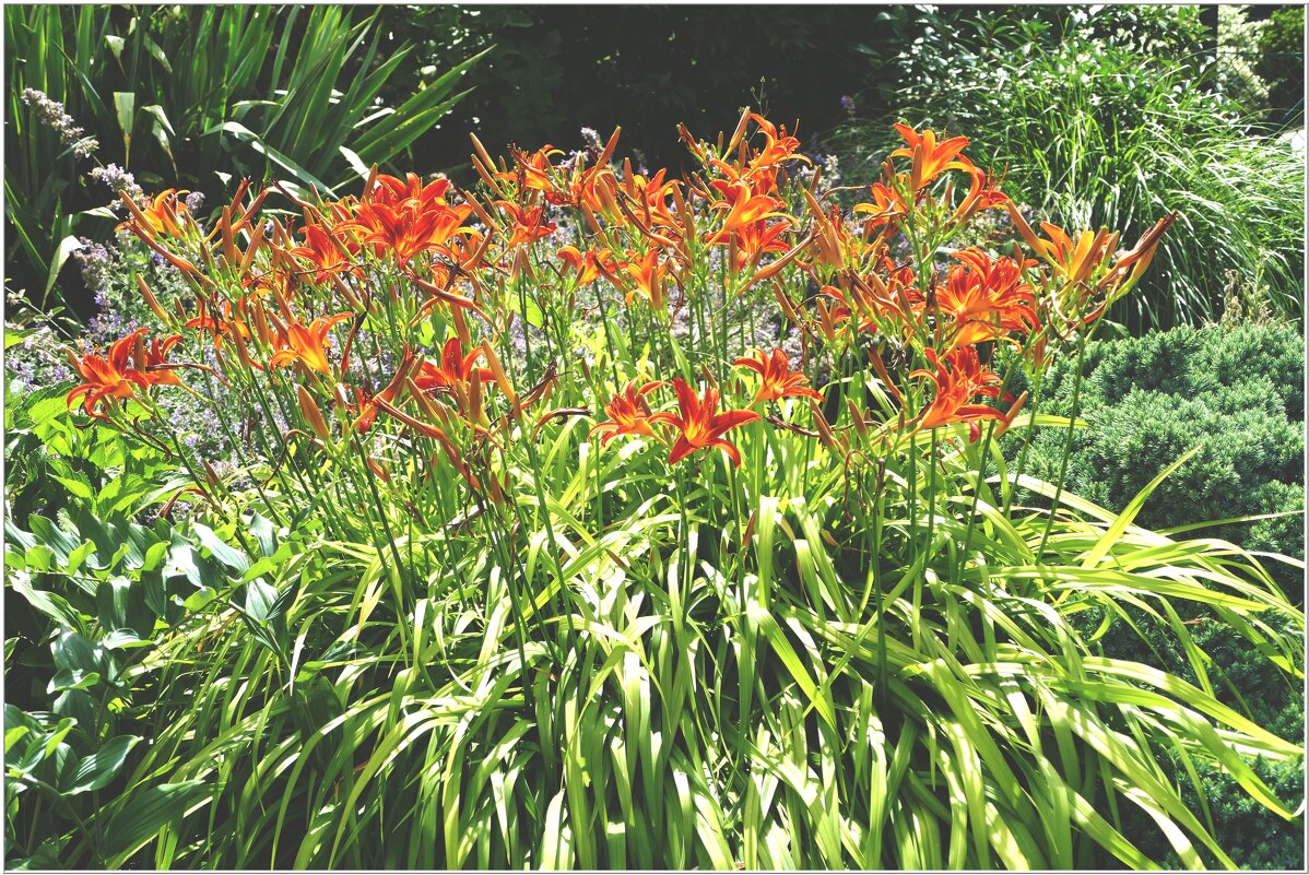 ЛИЛИИ... - Elvira E. 