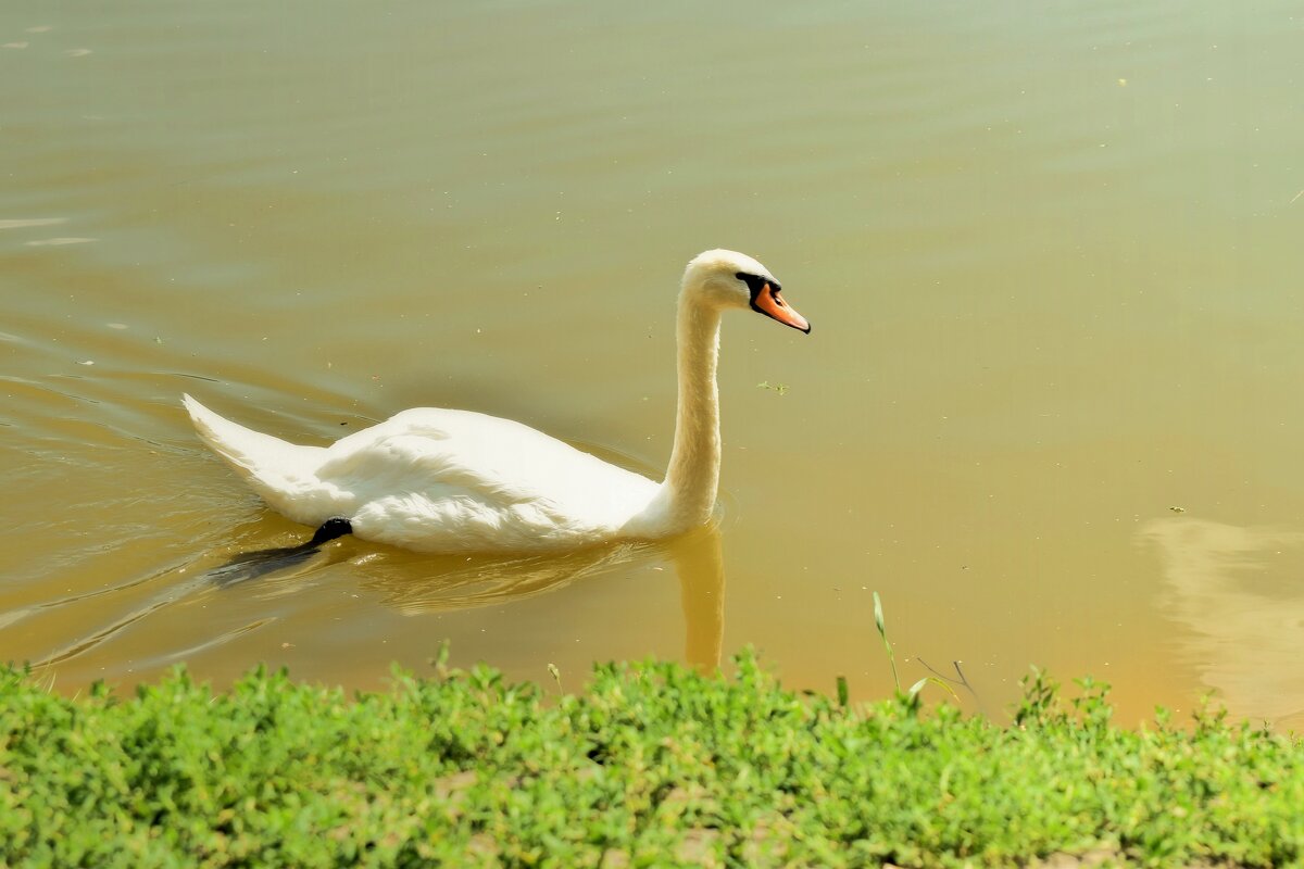 Белый лебедь на Белом пруду. - Татьяна Помогалова Белый лебедь на Белом пруду. - Татьяна Помогалова