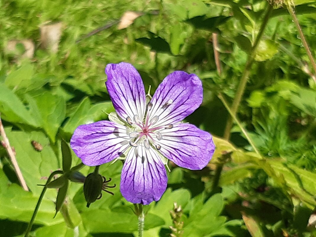Конец июля - тоже середина лета - Галина Минчук