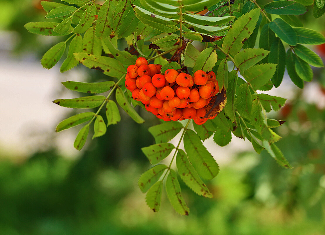 Рябина вызрела - Светлана Рябина вызрела - Светлана