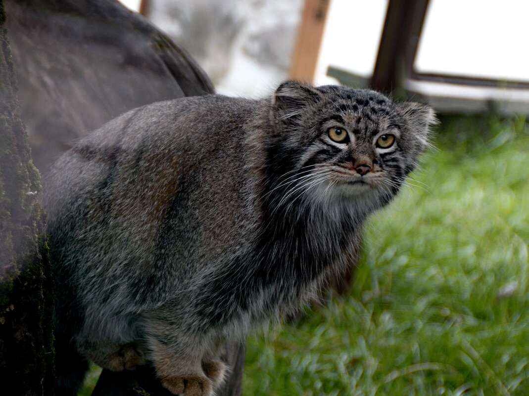 Манул Тимоша. - Наталья Музычук Манул Тимоша. - Наталья Музычук