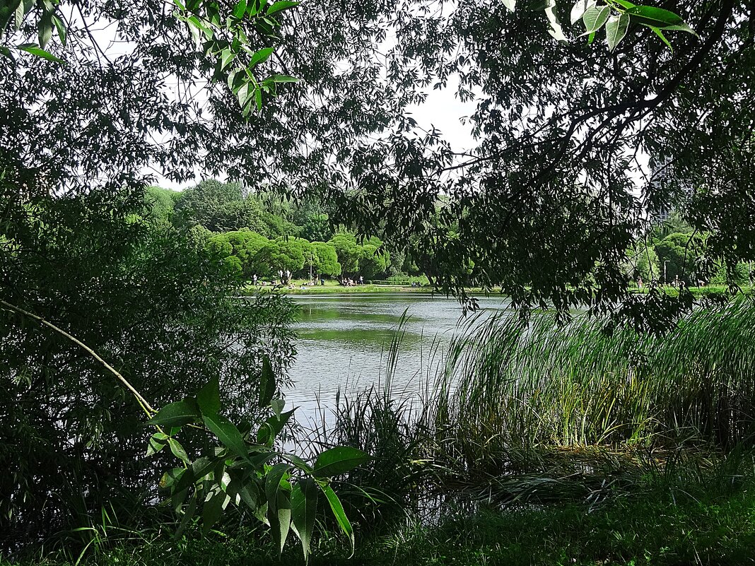 Парк усадьбы Покровское-Стрешнево - Лидия Бусурина