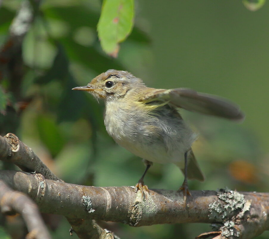 ...хочу летать... - Andrey Bragin 