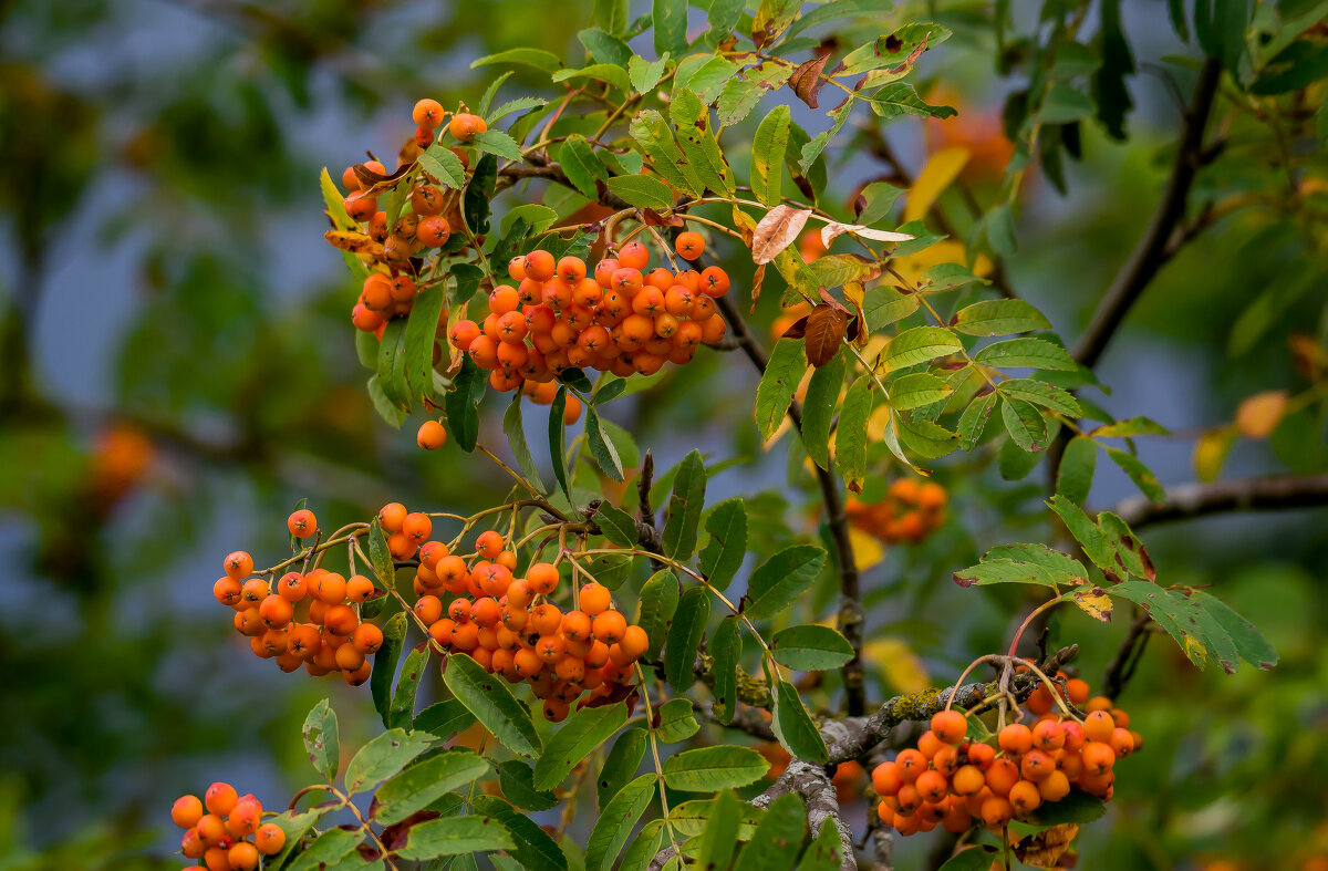 Осень приближается.... - Sergey (Apg)