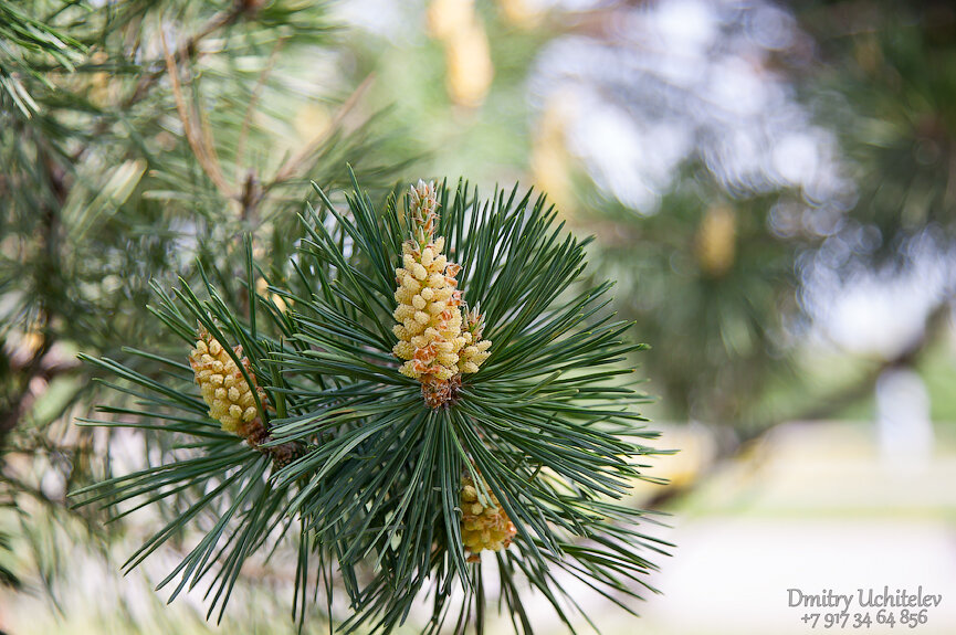 Елочка - Галина Муха