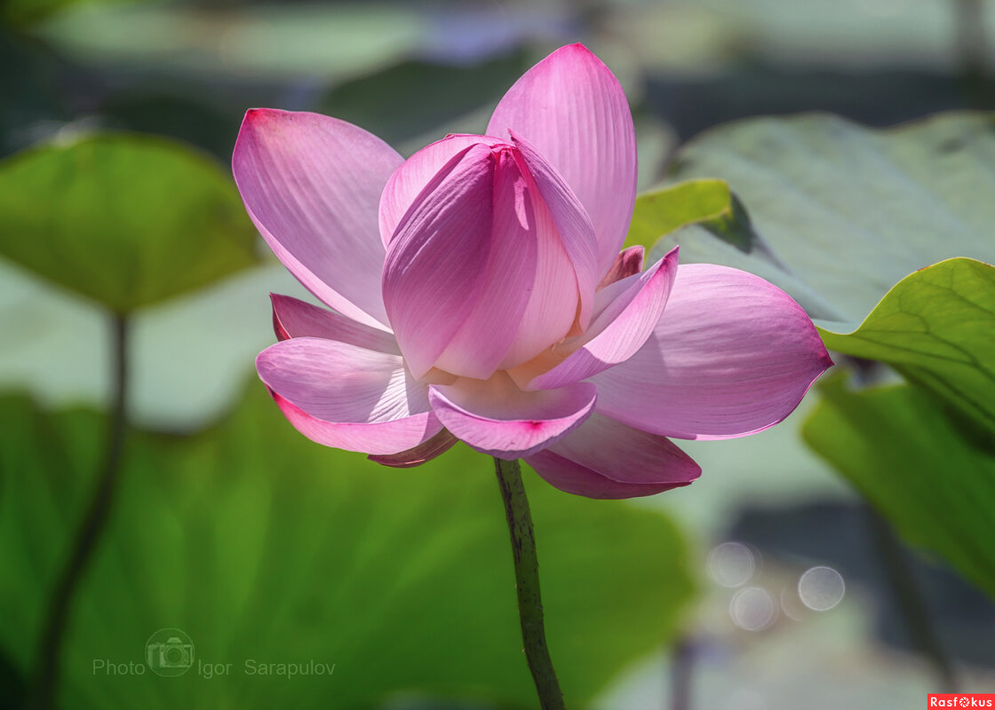 Лотос Белгородчины - Игорь Сарапулов Лотос Белгородчины - Игорь Сарапулов