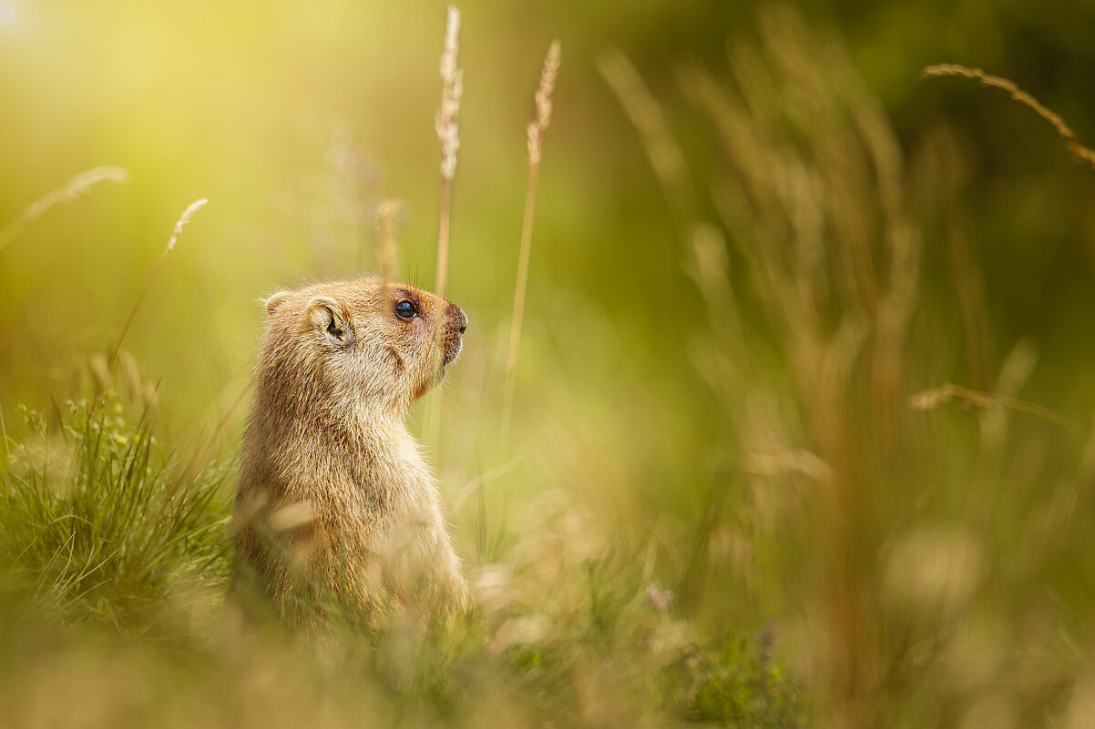 Байбак - Alex Bush