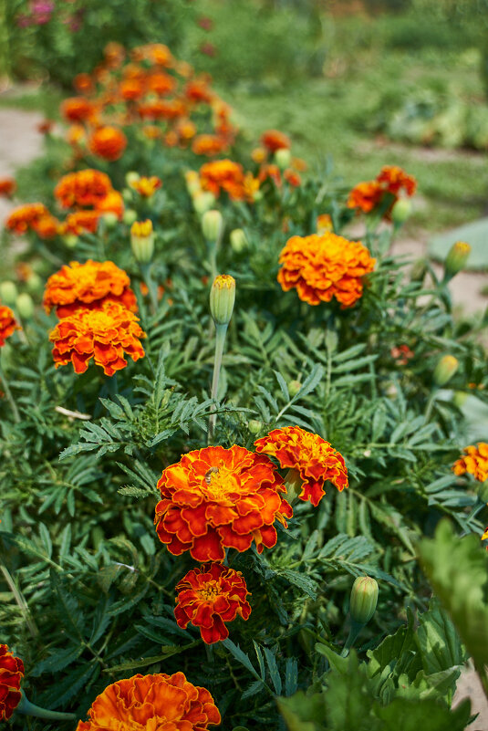 Бархатцы - Александр Леонов