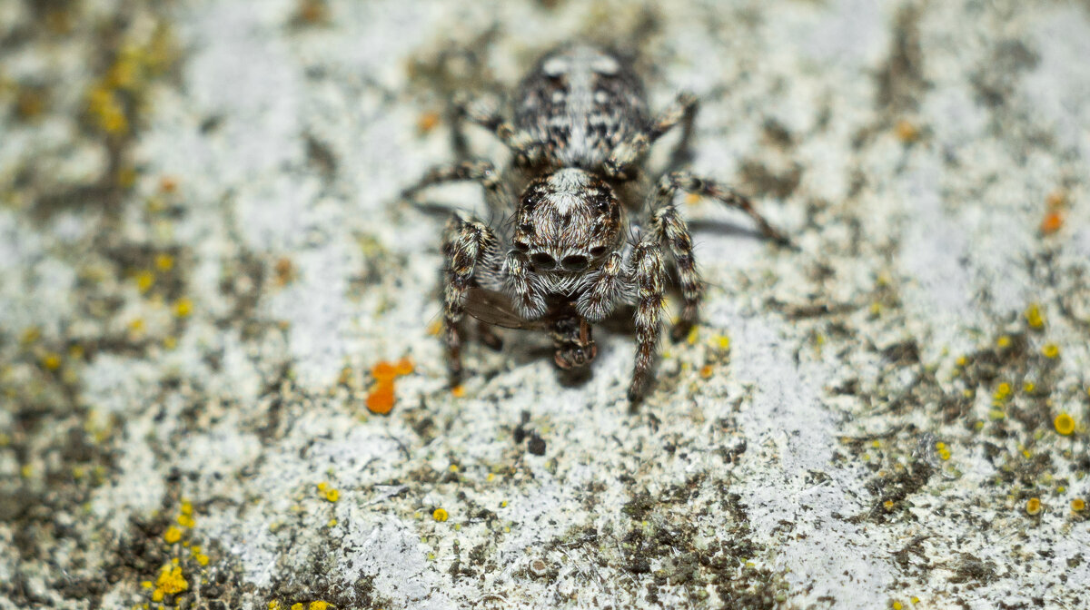Jumping Spider | 20 - Sergey Sonvar