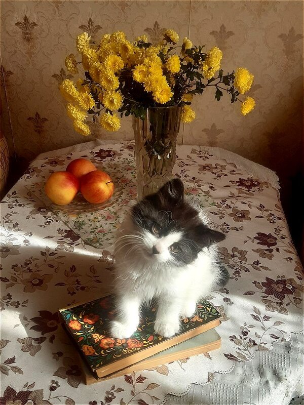 Пушок! - Нина Андронова