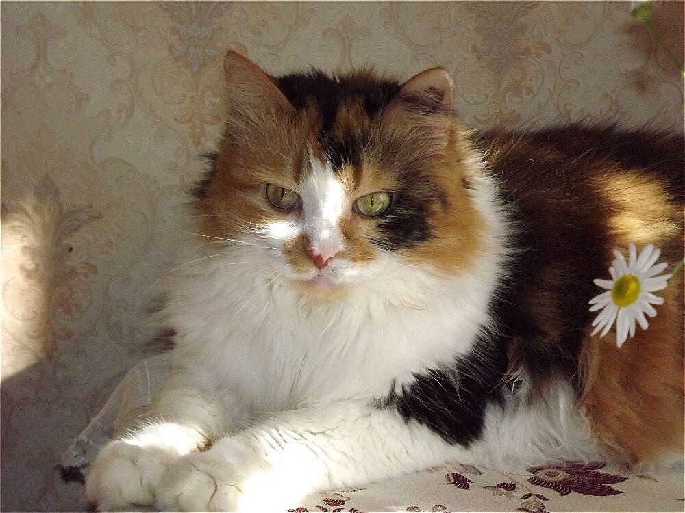 Пышка! - Нина Андронова