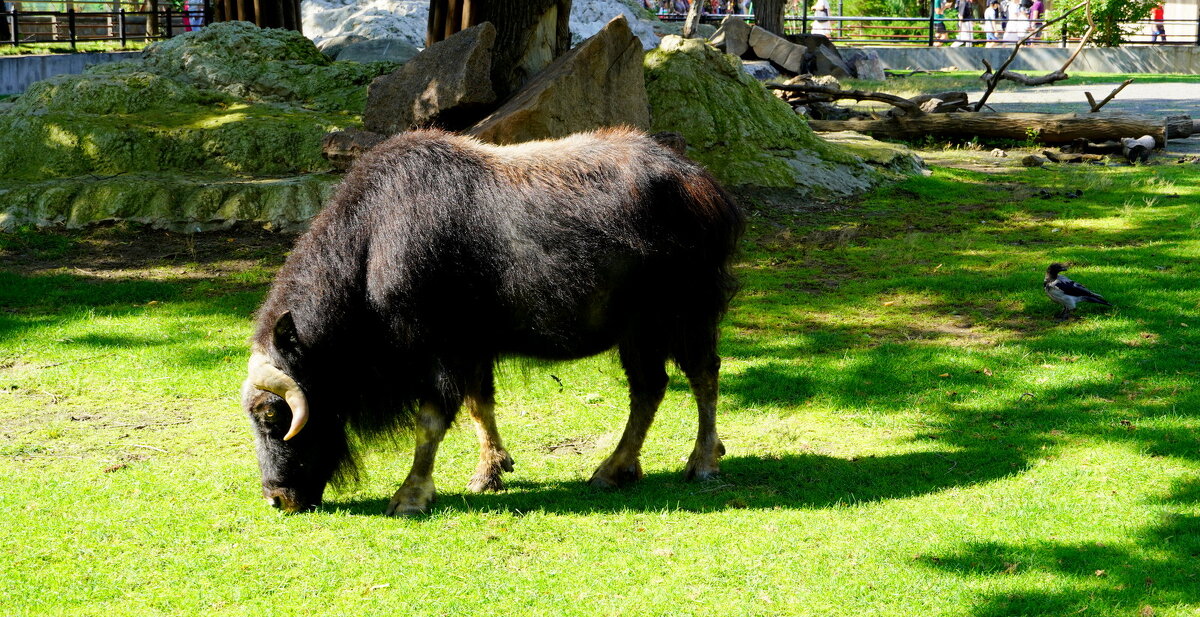 Овцебык. - Alex 711402