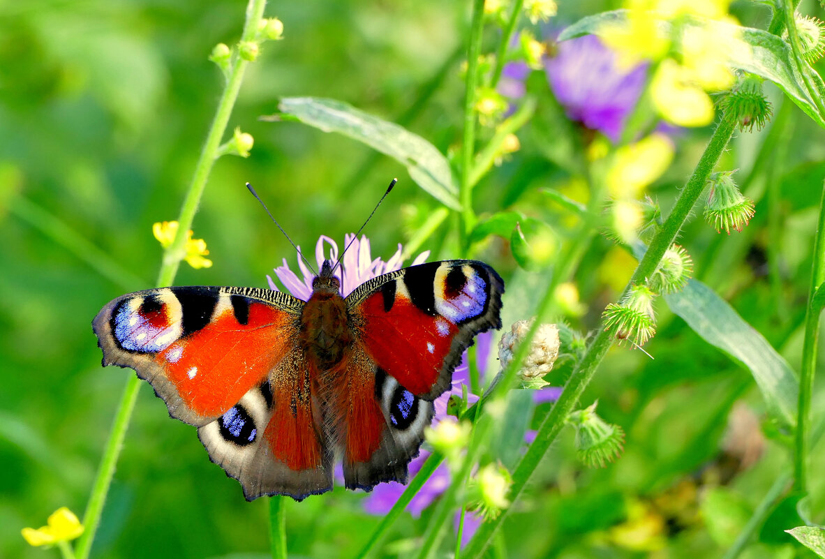 из снятого 1 августа 38 - Александр Прокудин
