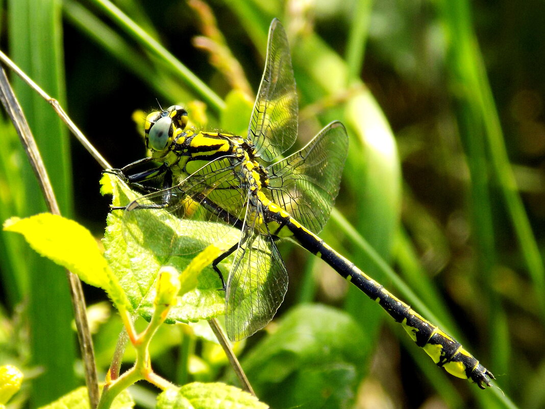Дедка Шнейдера (самец) - Константин Штарк
