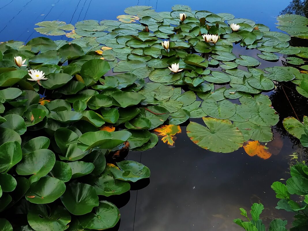 Из недопоказанного вчера - Андрей Лукьянов