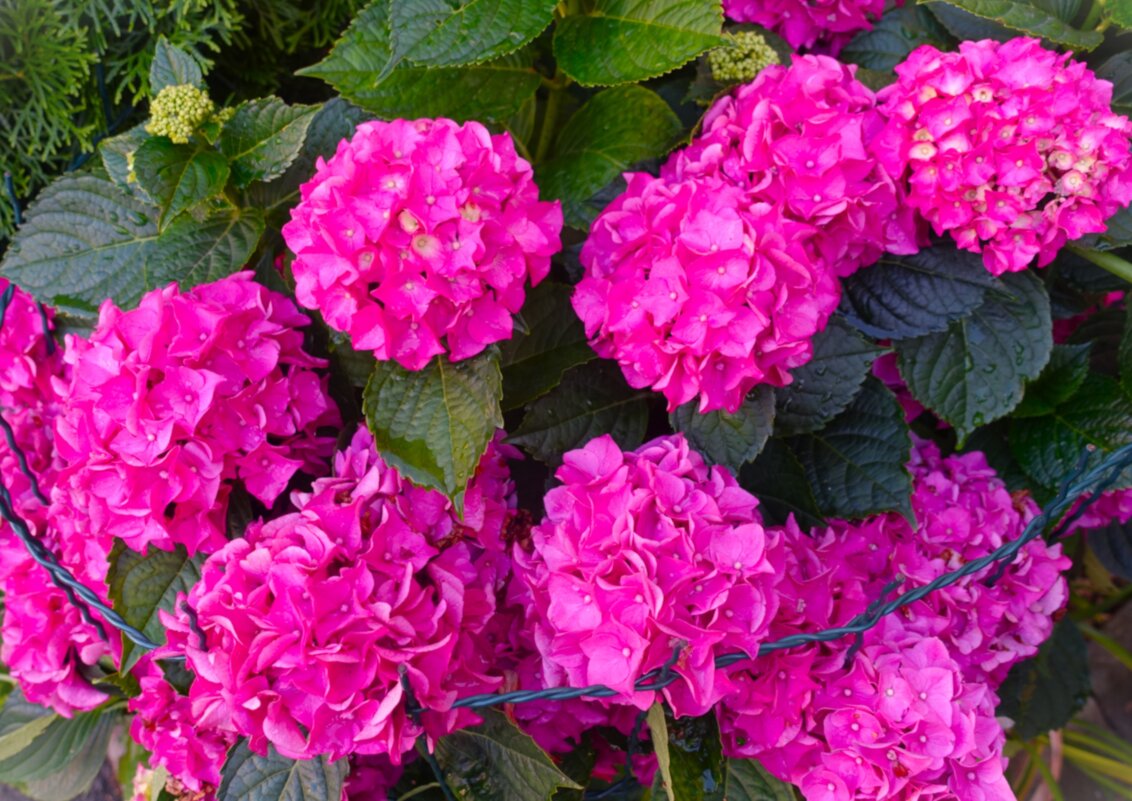 Гортензия Красная Ред Хот - Aida10 