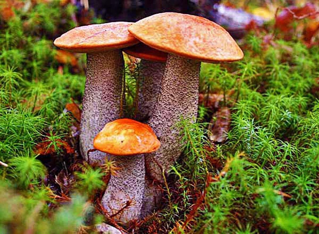 Август...Грибной квартет! - Владимир Август...Грибной квартет! - Владимир