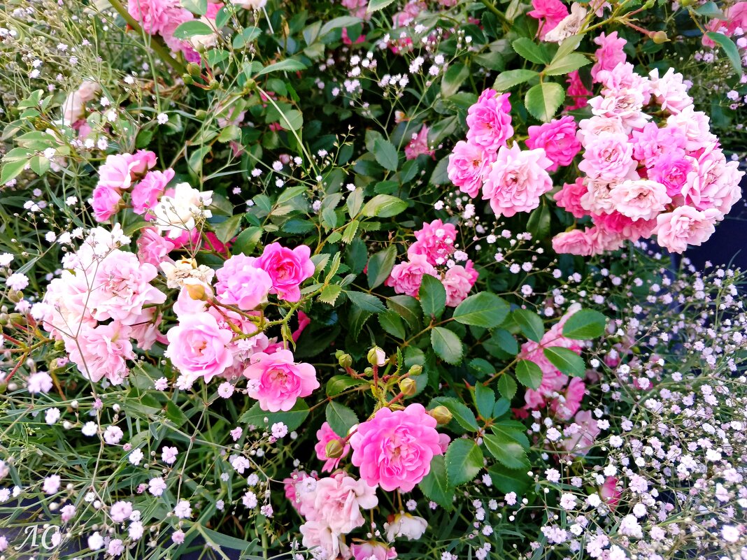 Вновь розы! - Любовь Сахарова