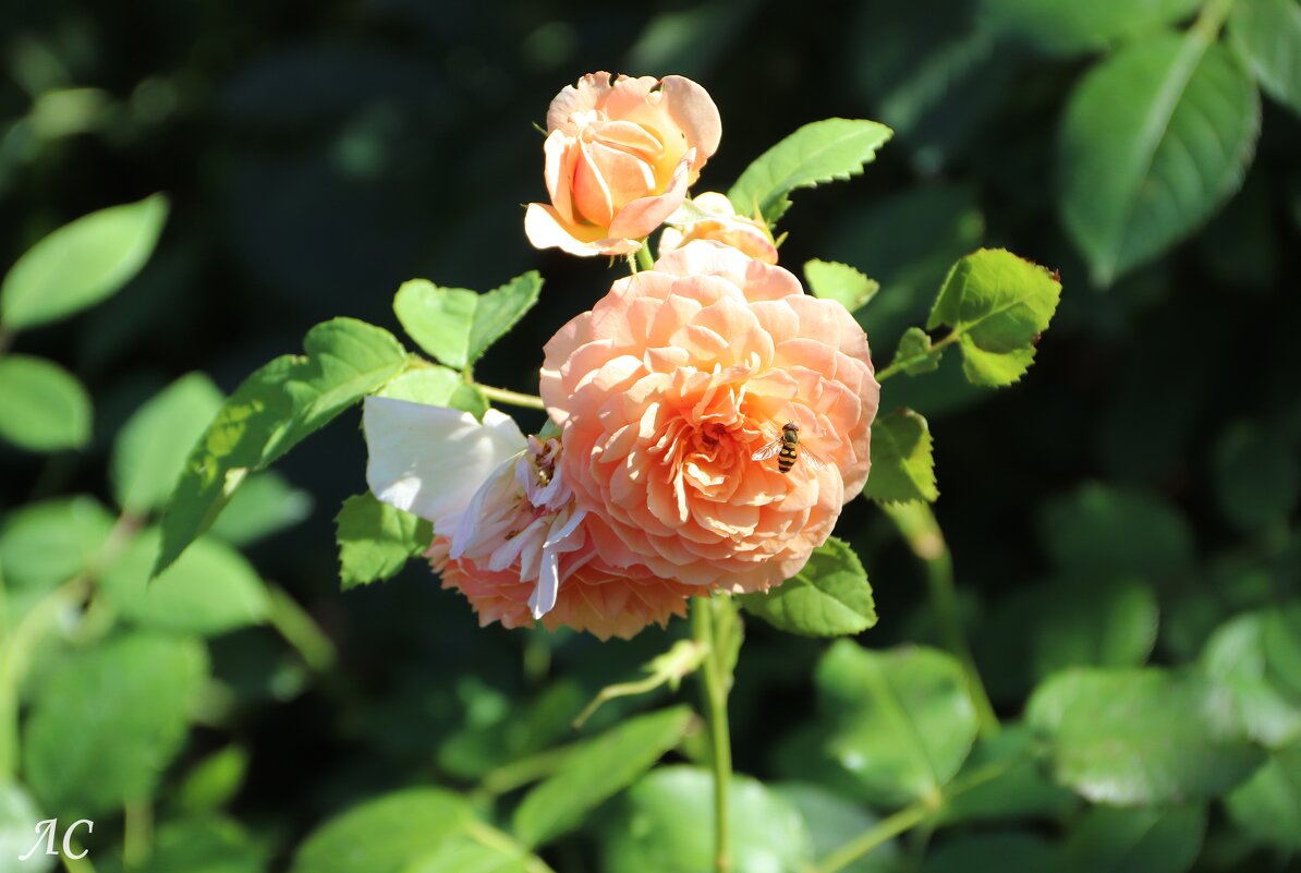 Вновь розы! - Любовь Сахарова