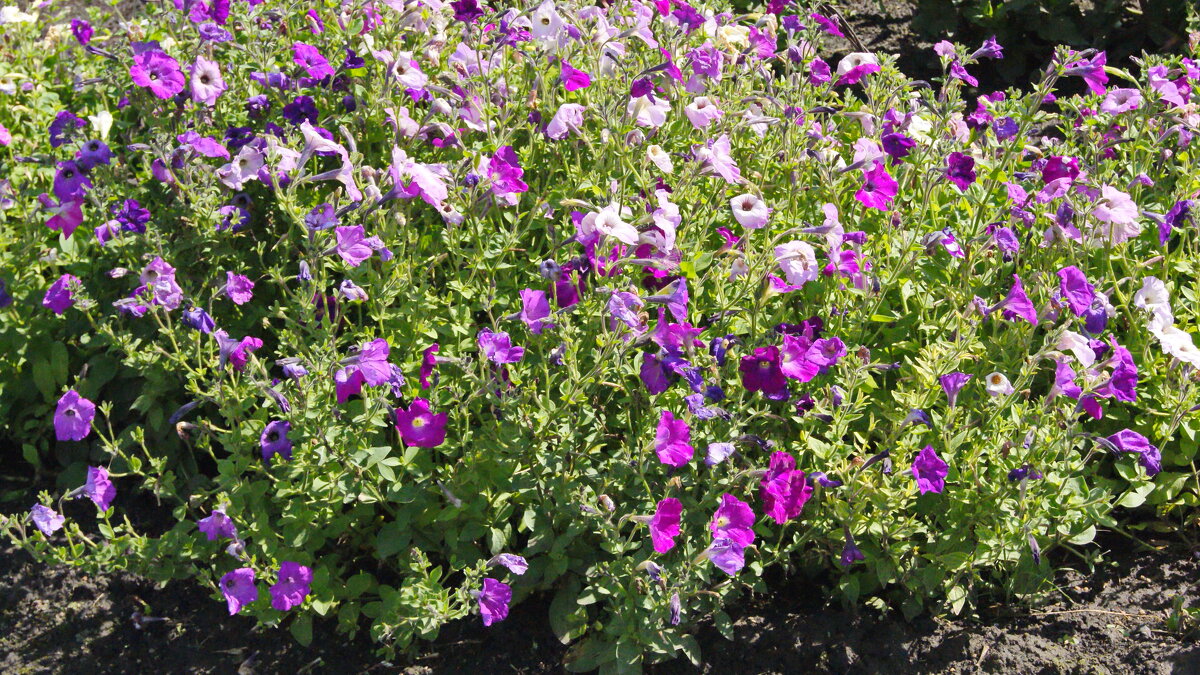 Клумба,цветы. - сергей ермошкин