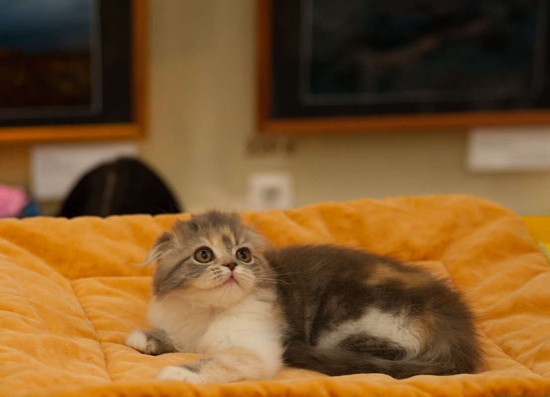 Выставка кошек - Андрей 