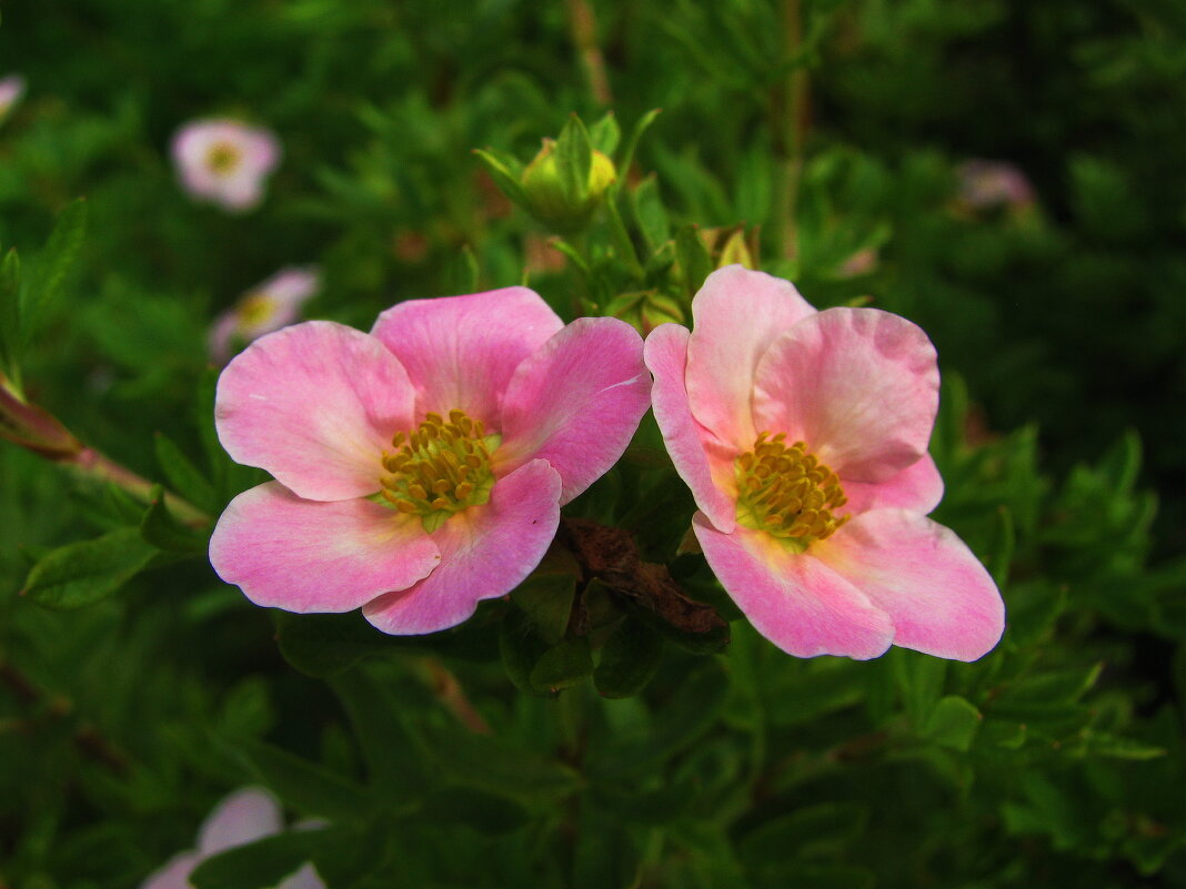 Розовая лапчатка - Людмила Смородинская