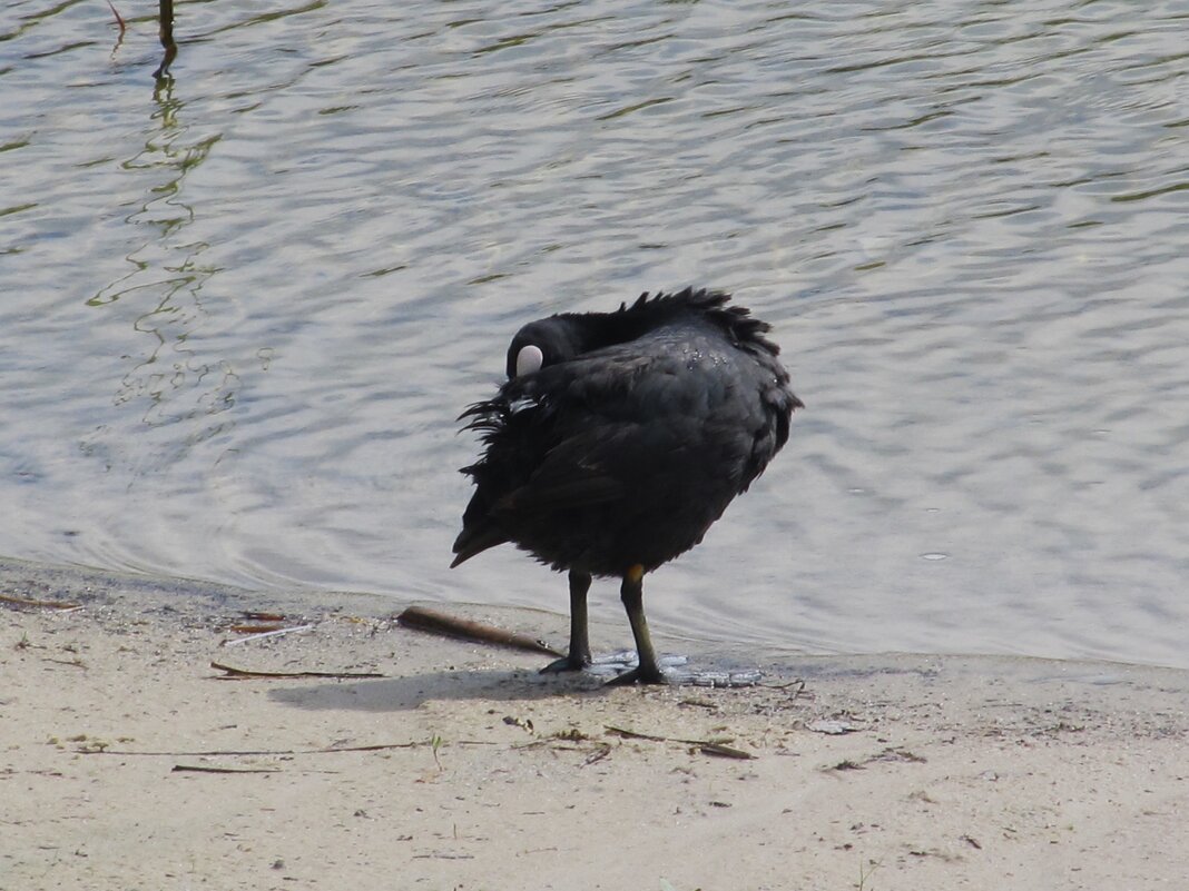 почистить пёрышки - Елена Шаламова почистить пёрышки - Елена Шаламова