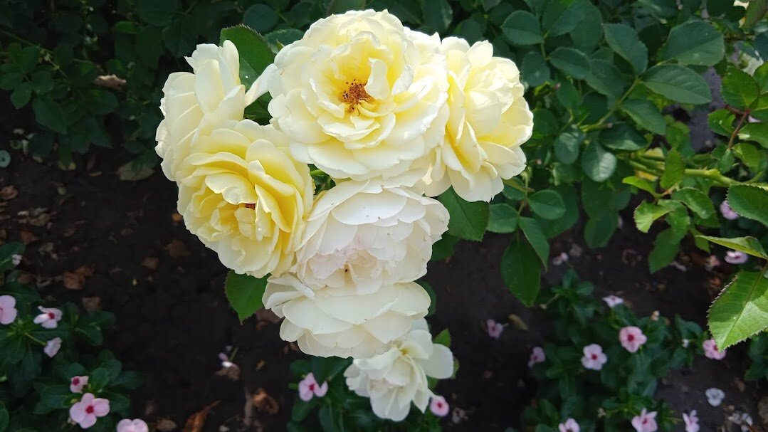 розы - Елена Шаламова розы - Елена Шаламова