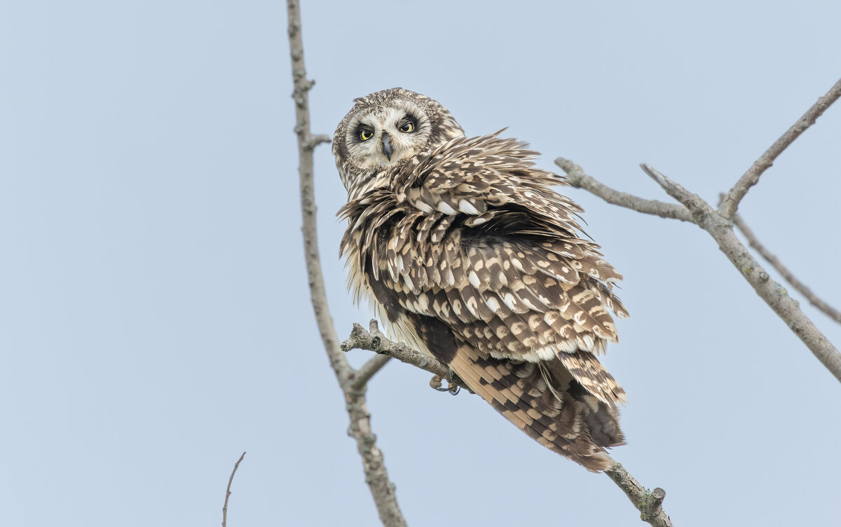 сова болотная. - юрий макаров