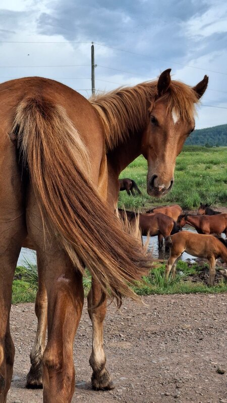 ***** - Николай Шерстнев