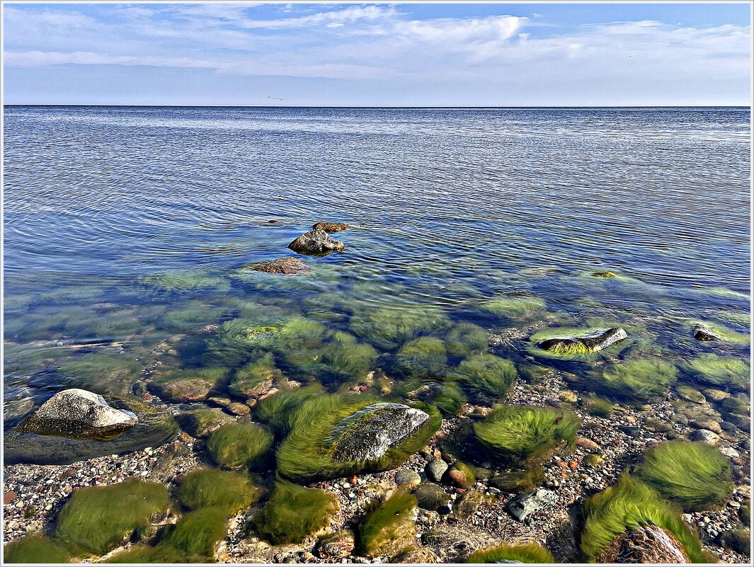 Камни в водорослях. - Валерия Комова