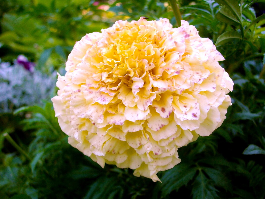 Бархатец. - VasiLina *