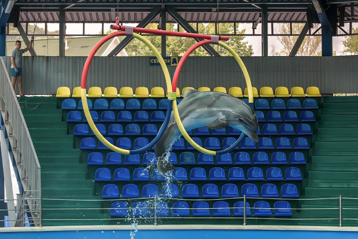 Дельфинарий в поселке Небуг, Краснодарский край - Игорь Сикорский