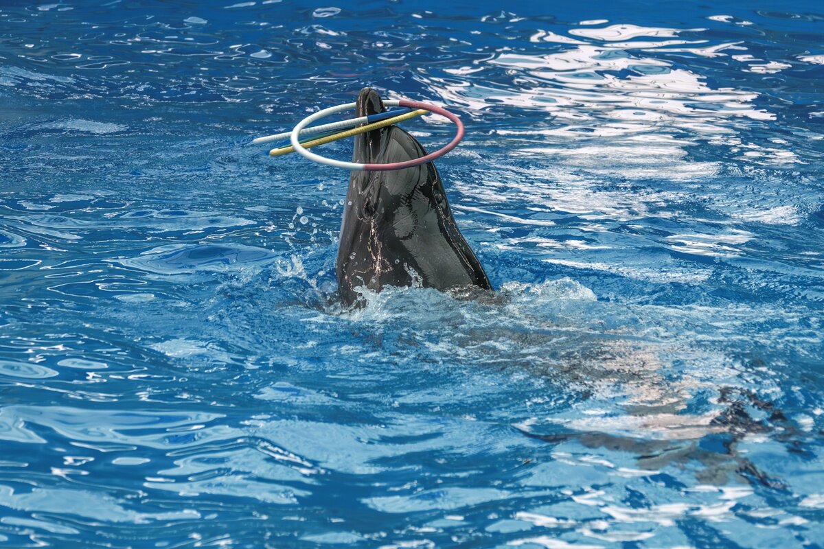 Крутит три обруча - Игорь Сикорский