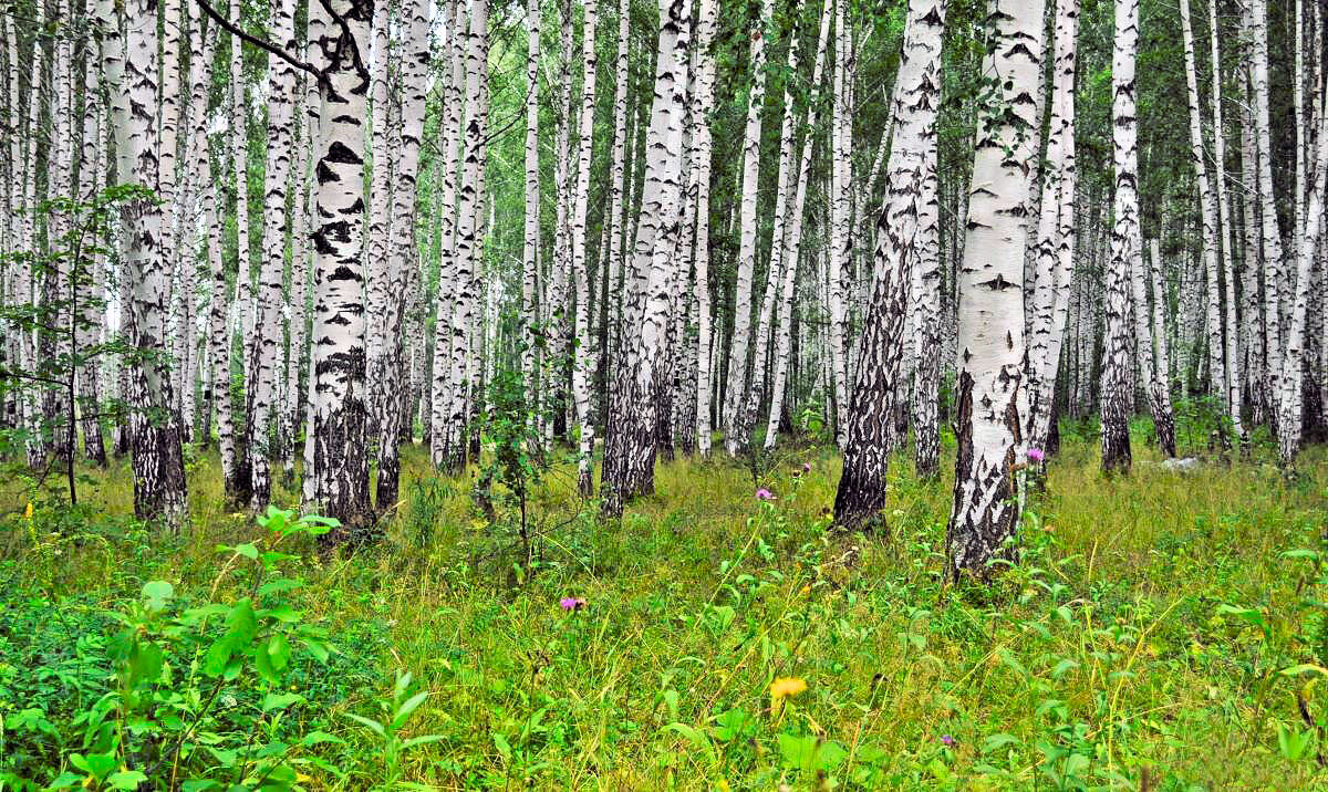 Хороводятся берёзки - Галина Шеина-Мюльдорфер