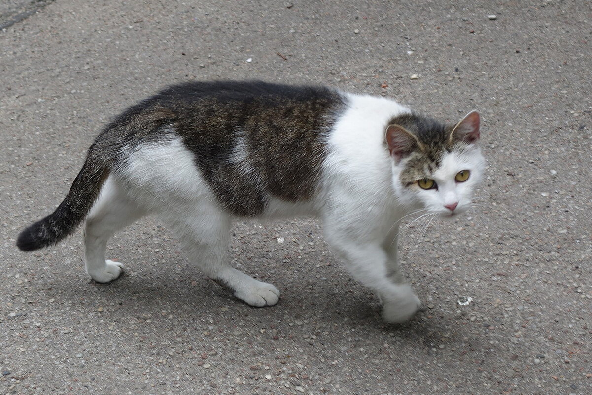 Уличные кошки - Рита Симонова