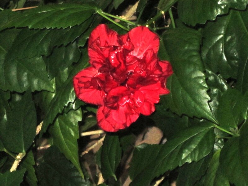 Гибискус - Дмитрий Никитин